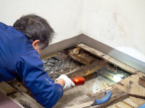 Best Kitchen Mold Remediation in Newberry, MI