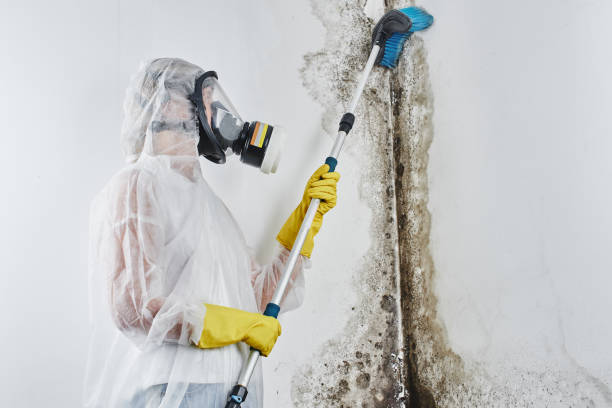 Best Commercial Mold Remediation in Newberry, MI