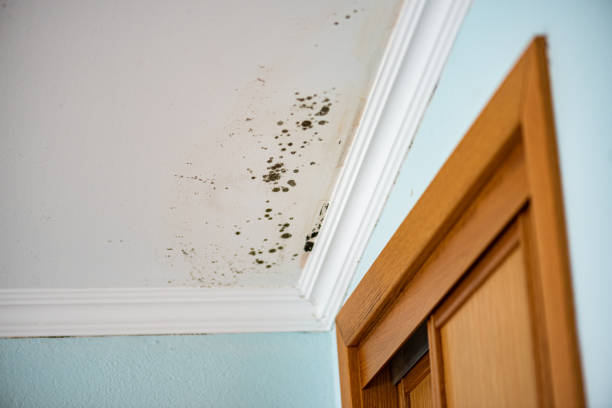 Best Bathroom Mold Remediation in Newberry, MI