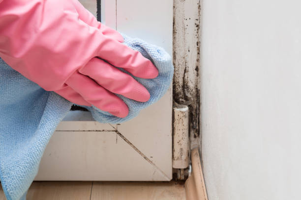 Best White Mold Remediation in Newberry, MI