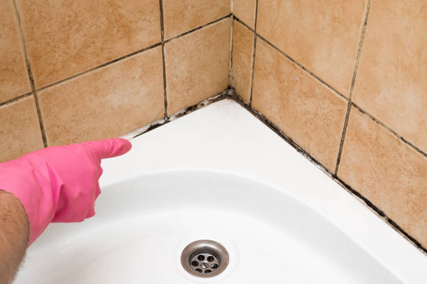 Best Insurance-Related Mold Remediation in Newberry, MI