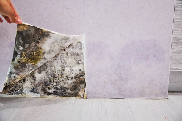 Best Commercial Mold Remediation in Newberry, MI